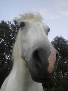 Photo de profil de chungui