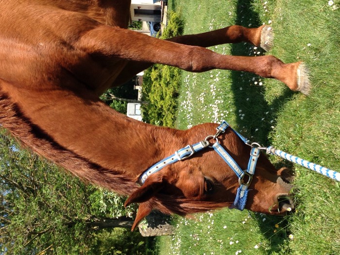 Photo de profil de cocoprorider