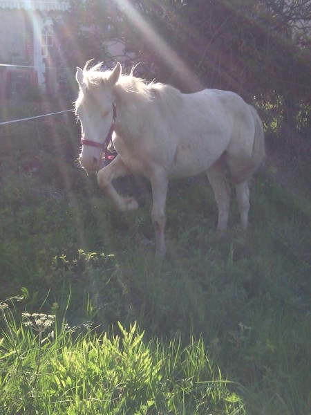 Photo de profil de coraliedaisy