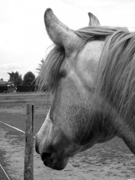 Photo de profil de ecurieboisvert