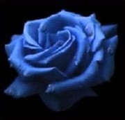 Photo de profil de elwenn