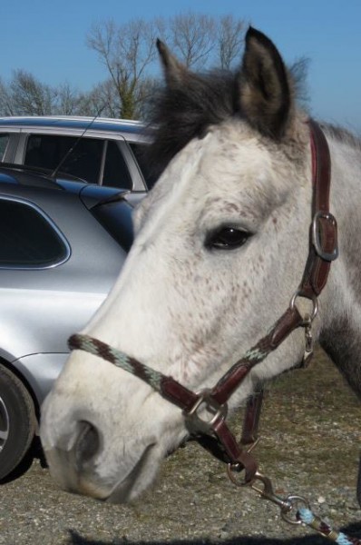 Photo de profil de grisounette