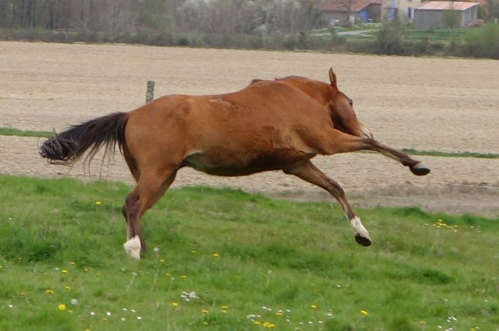 Photo de profil de haraschapitre