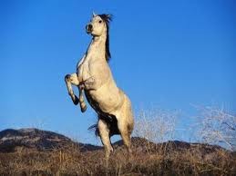 Photo de profil de horsedreams0