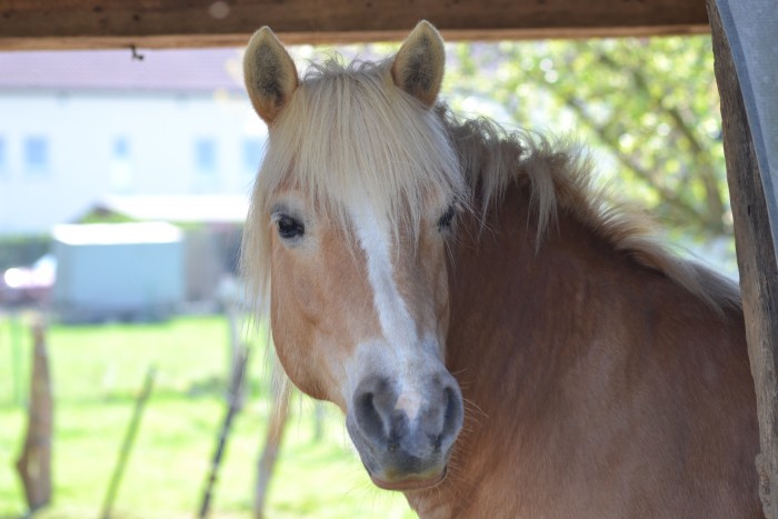 Photo de profil de iamhorseaddict
