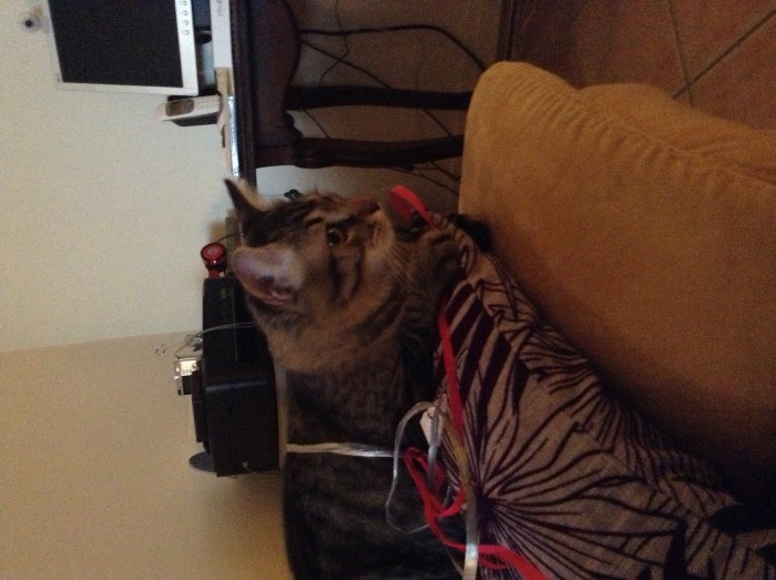 Photo de profil de iffi