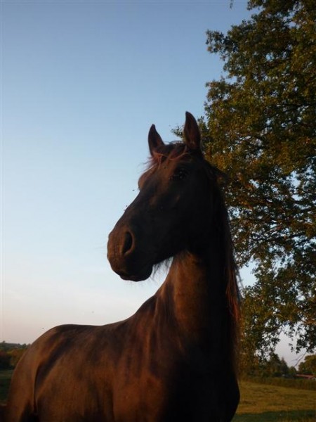 Photo de profil de irlandaise