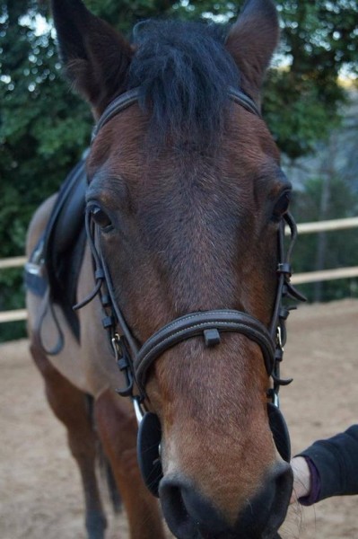 Photo de profil de jaguarmanon