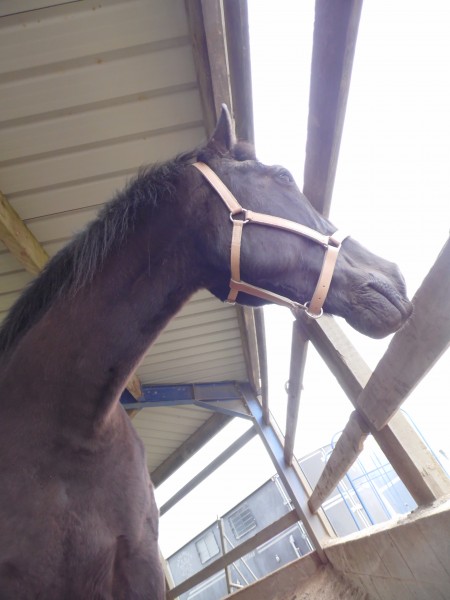 Photo de profil de juequestrian
