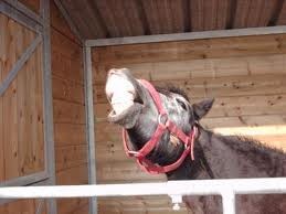 Photo de profil de juliehorse