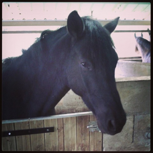 Photo de profil de laurinevaillant