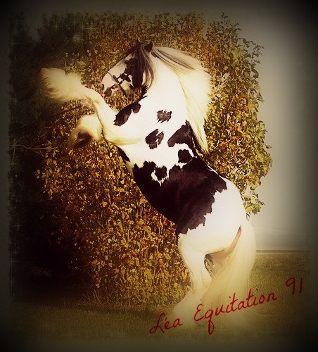 Photo de profil de leaequitation91