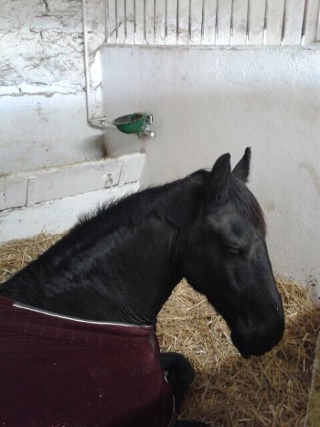 Photo de profil de l_estellewalk