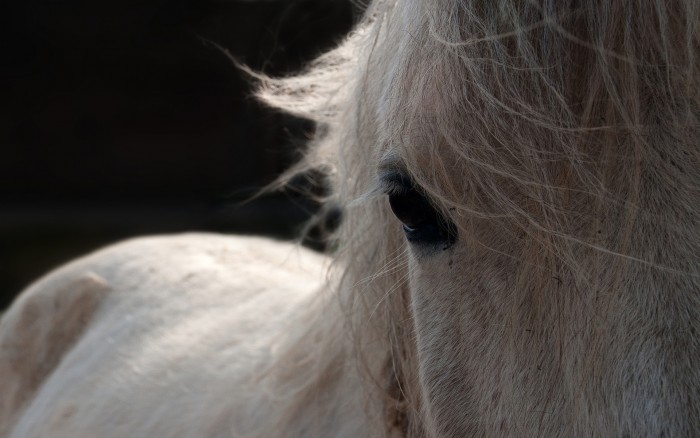Photo de profil de lilibiscotte