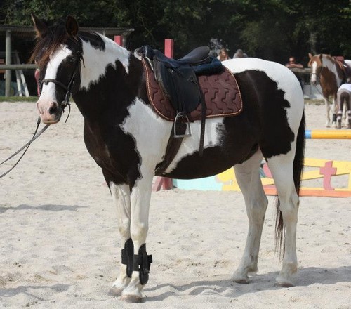 Photo de profil de lovehorse22