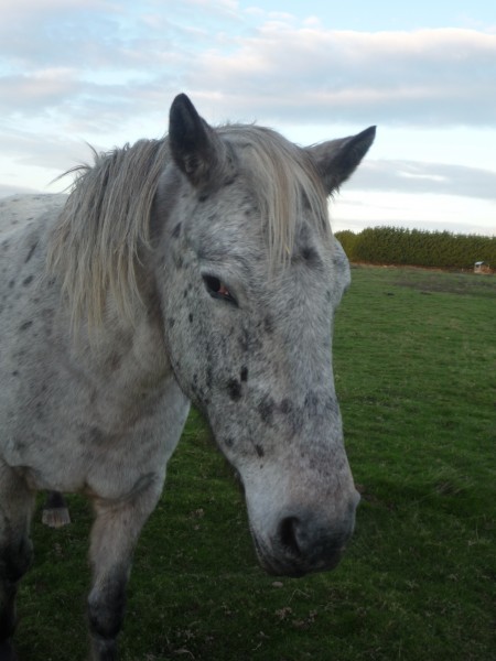 Photo de profil de lovehorse56