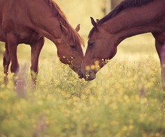 Photo de profil de mariequitation