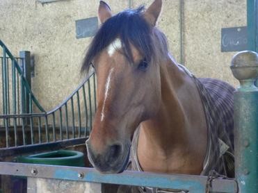 Photo de profil de moican