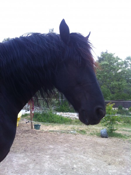 Photo de profil de orisis