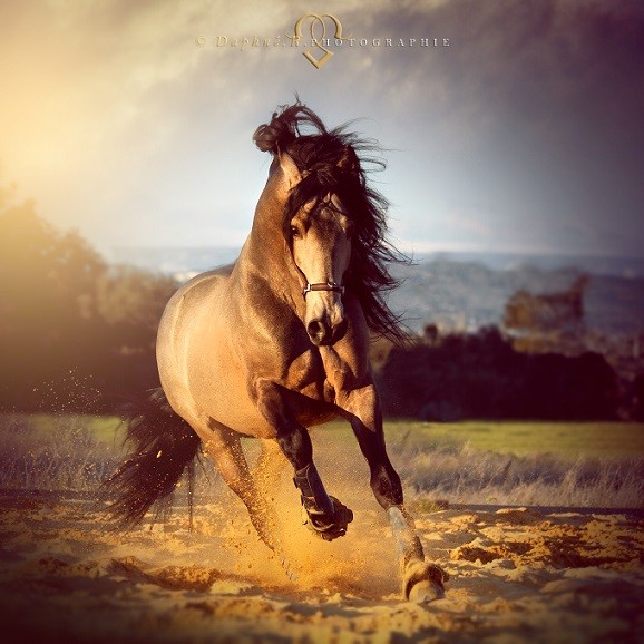 Photo de profil de pandore