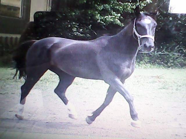 Photo de profil de poney14