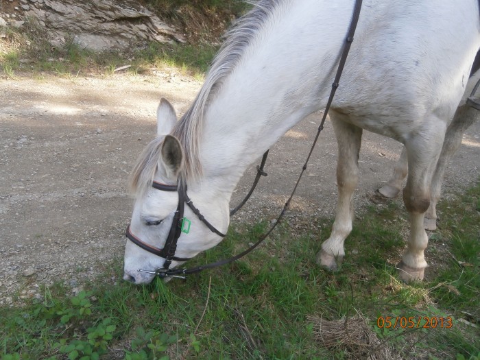 Photo de profil de poneykrema