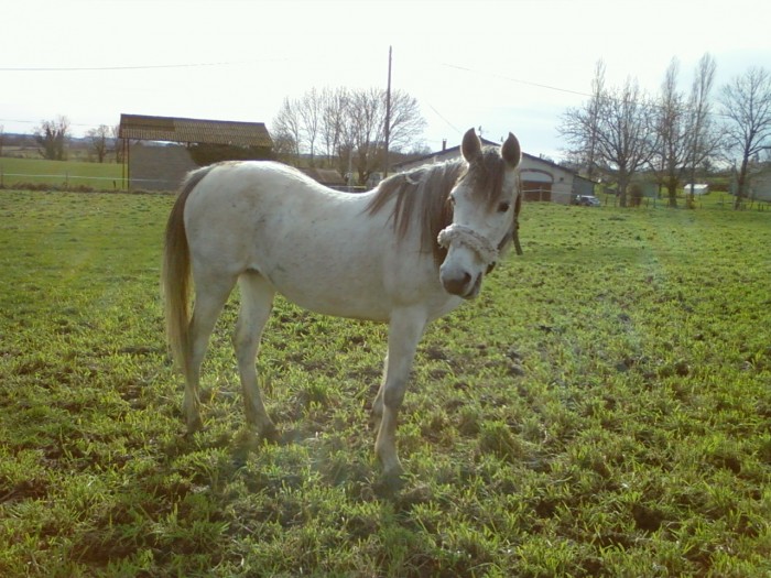 Photo de profil de poulinierearabe