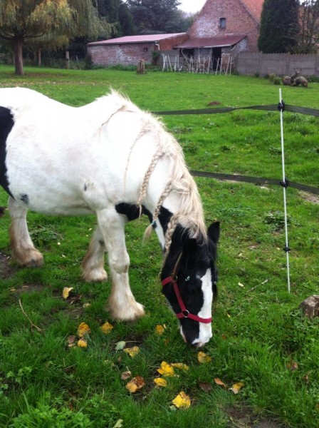 Photo de profil de psitkopat