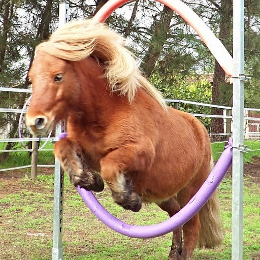 Photo de profil de rasta33