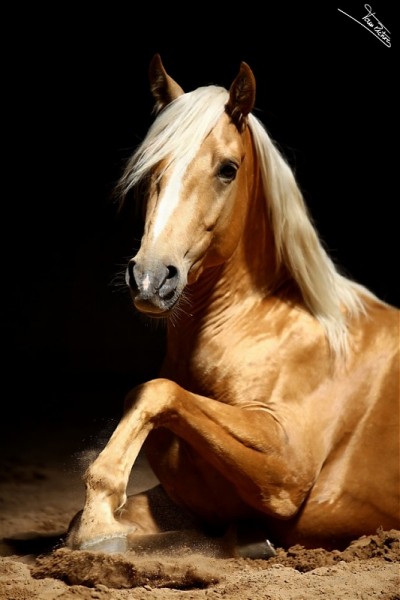 Photo de profil de sararoo