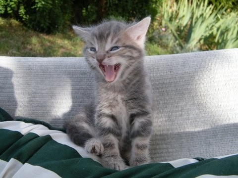 Photo de profil de shenclaire