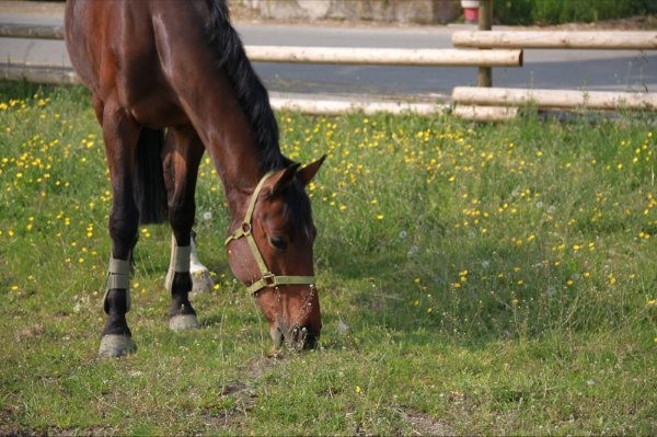 Photo de profil de societehippique