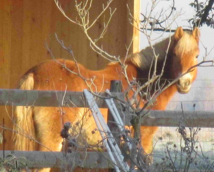 Photo de profil de sylvie713