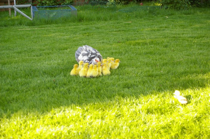 Photo de profil de tomawakhorse