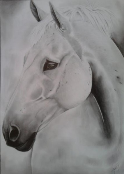 Photo de profil de tortueninja