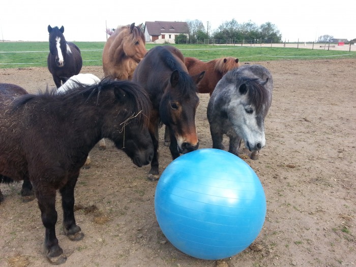 Photo de profil de tousacheval