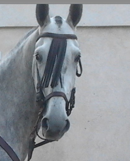 Photo de profil de trustinhorses