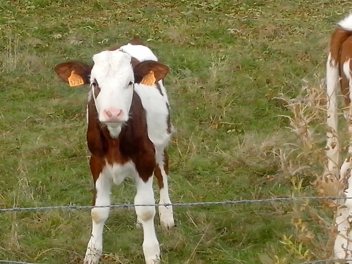 Photo de profil de veroniqueduwez