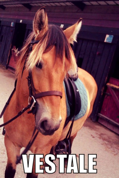 Photo de profil de vestalehenson