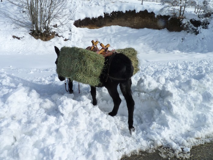 Photo de profil de vilikan