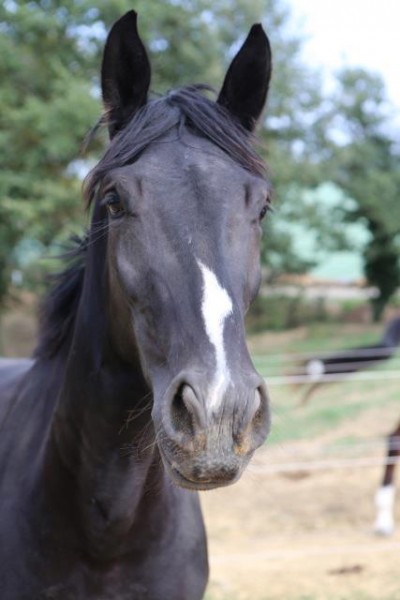 Photo de profil de voltedutemple