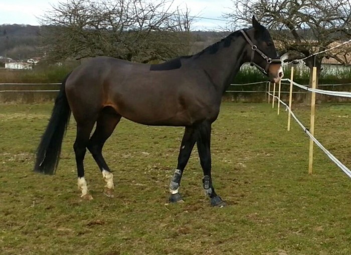 Photo de profil de voyou90