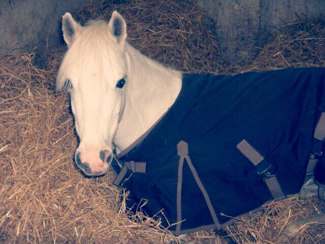 Photo de profil de xpassionponey