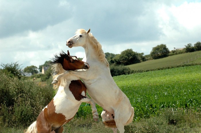 Photo de profil de 5chevaux.