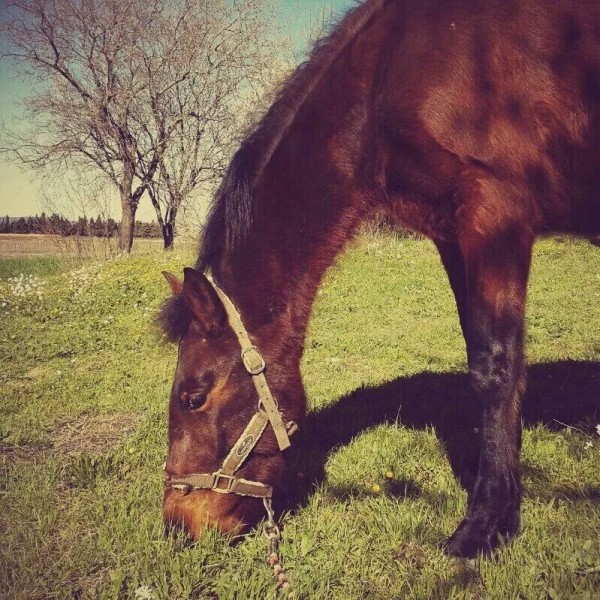 Photo de profil de acajou34