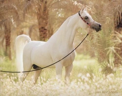 Photo de profil de amourcheval.com