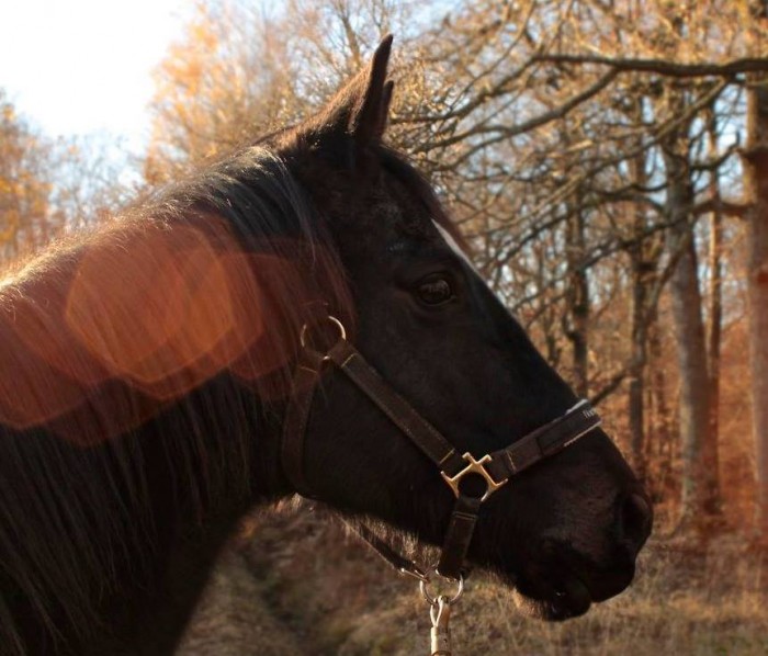 Photo de profil de chocapik