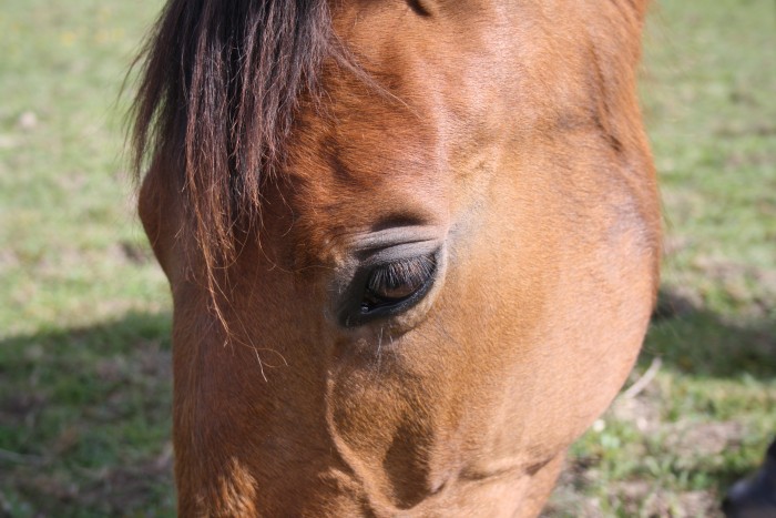 Photo de profil de chrysalide