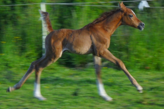 Photo de profil de delarabians