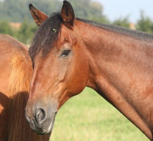 Photo de profil de feodaldeux